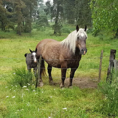 De Charme 6 Ou 8 Personnes En Aubrac Chez Sebastien & Stephanie Holiday home *